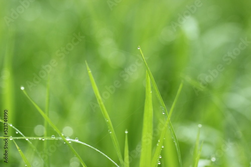 green grass in the morning
