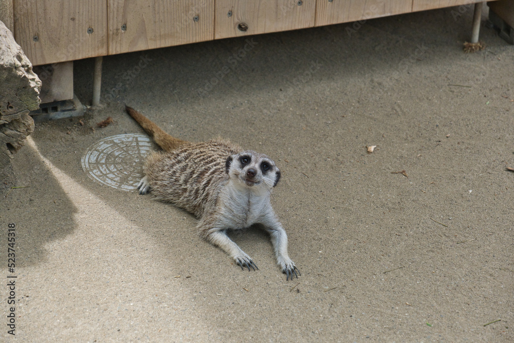 横浜動物園のミーアキャット Stock 写真 Adobe Stock