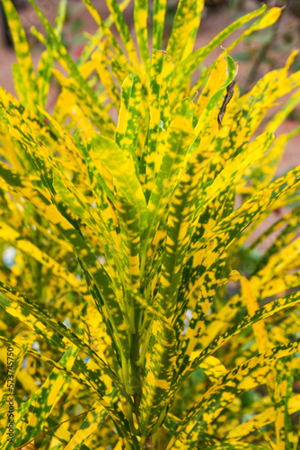 yellow leaves Codiaeum variegatum beauty natur