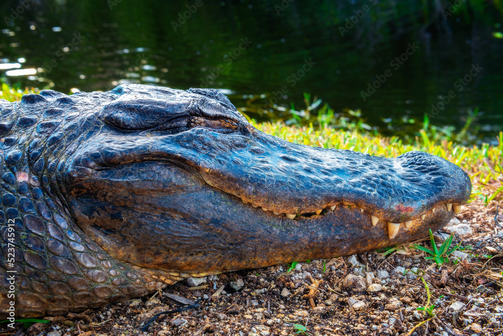 Naklejka premium Head of a sleeping alligator in the Everglades, Florida