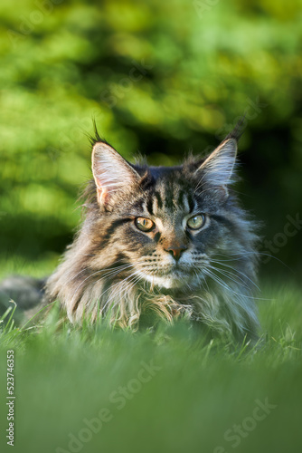 Large beautiful Maine Coon cat on the lawn