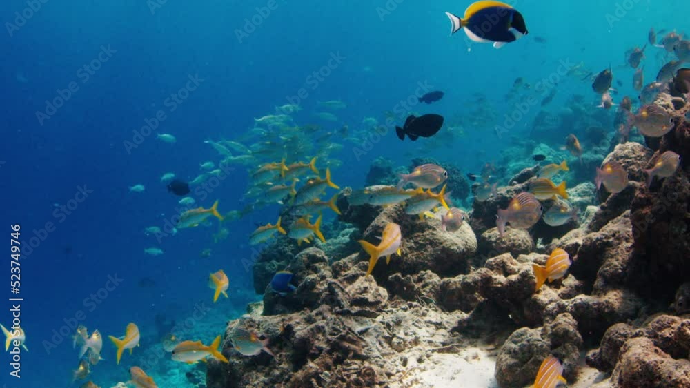 School of fish swim underwater in the sea. Tropical reef with abundance of fishes in the Maldives School of fish swim underwater in the sea. Tropical reef with abundance of fishes in the Maldives