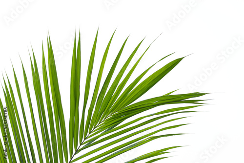 palm leaf isolated on white background