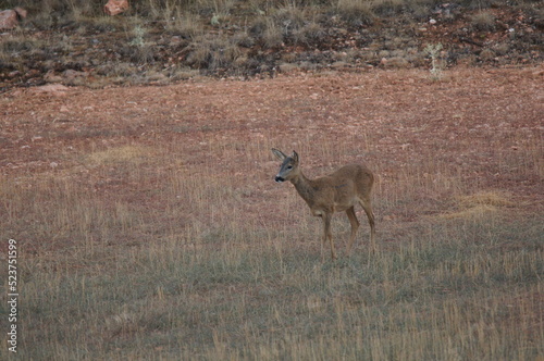 corzo hembra