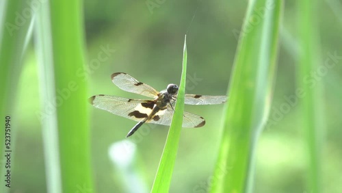 Image of a rhyothemis phyllis dragonflies on green leaves. insect animal photo