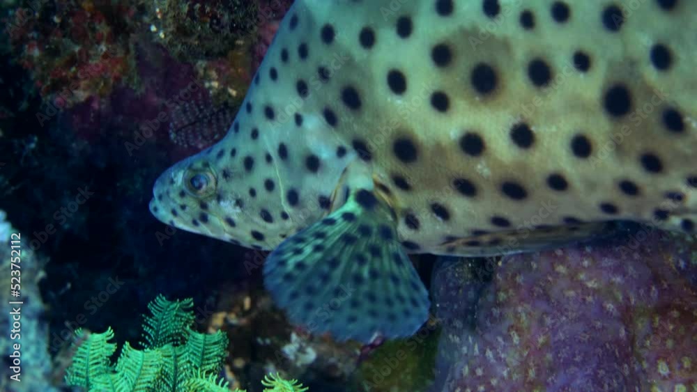 Barramundi grouper hovering between rocks full of mixed coral, close up Barramundi grouper hovering between rocks full of mixed coral, close up