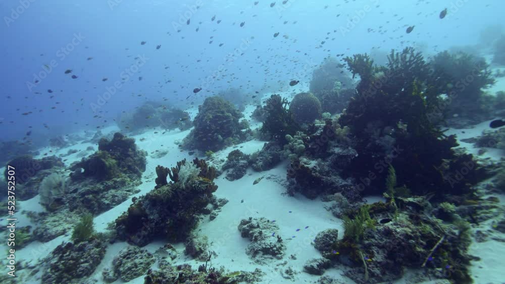 Healthy hard and soft coral reef in sandy area with various tropical fishes