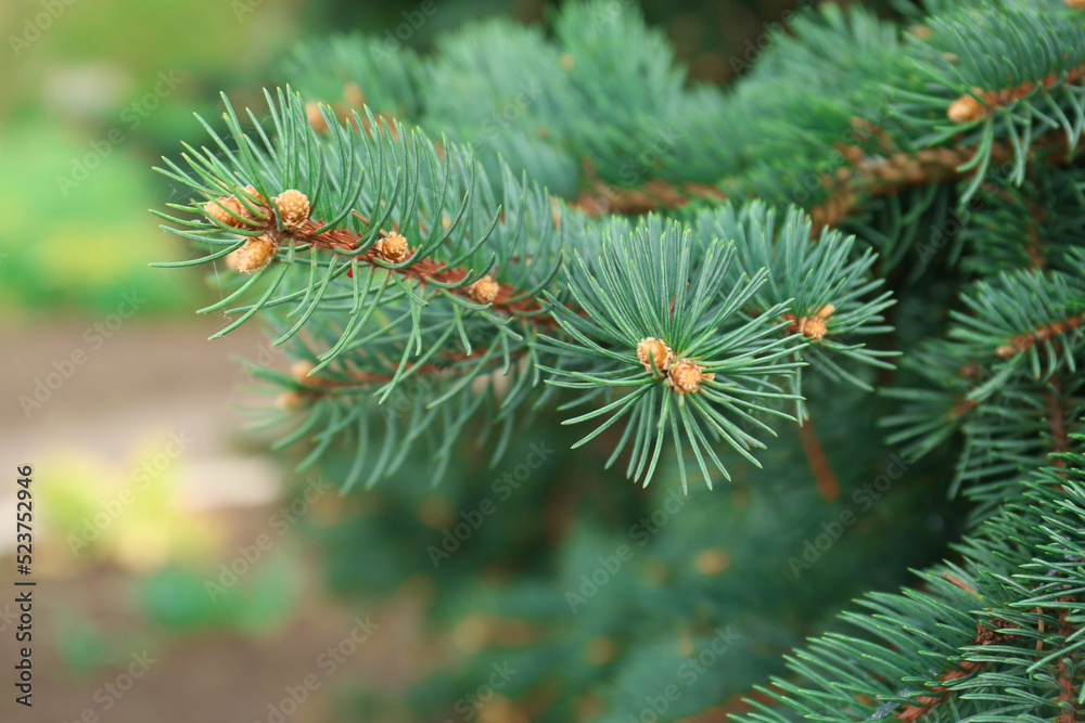 Beautiful branch of coniferous tree, closeup view