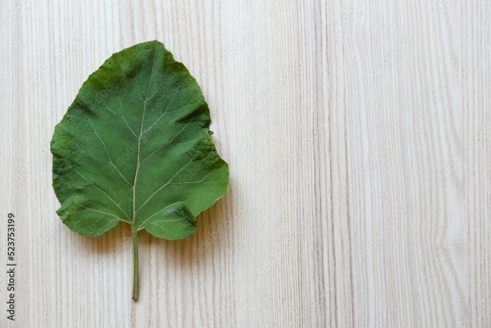 Fresh green burdock leaf on light wooden table, top view. Space for text Fresh green burdock leaf on light wooden table, top view. Space for text