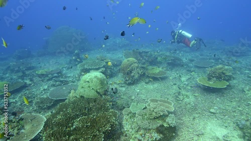 Wallpaper Mural Hard coral reef with various tropical fishes swimming, diver passing Torontodigital.ca