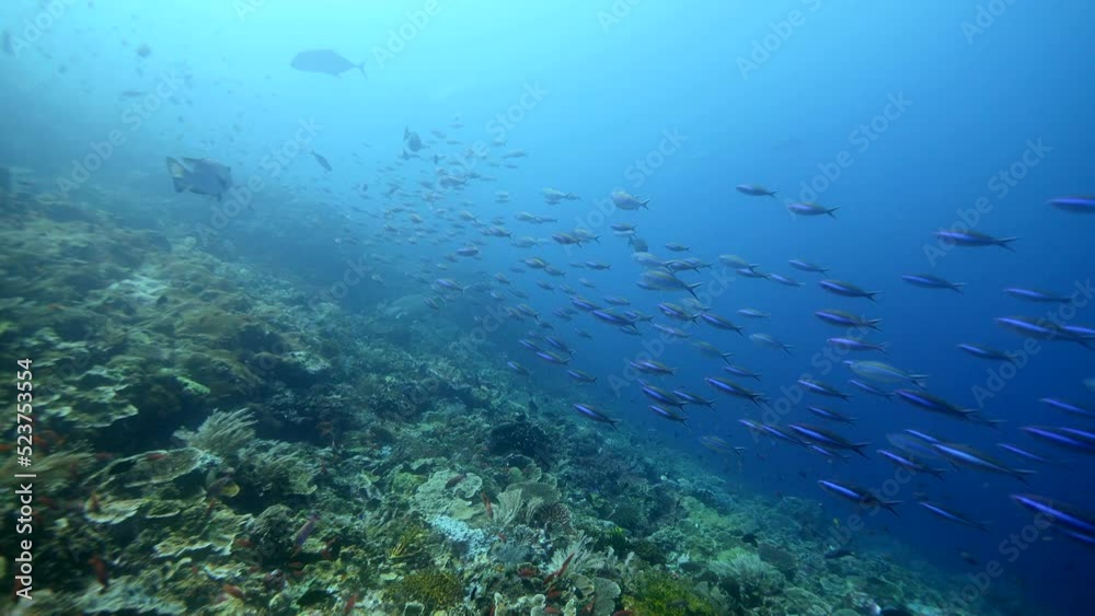 Healthy hard and soft coral reef with school of neon fusiliers passing by