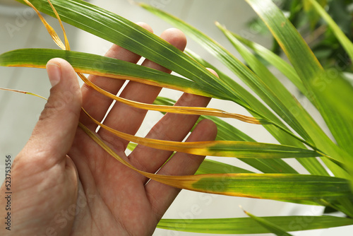 Woman near houseplant with leaf blight disease, closeup