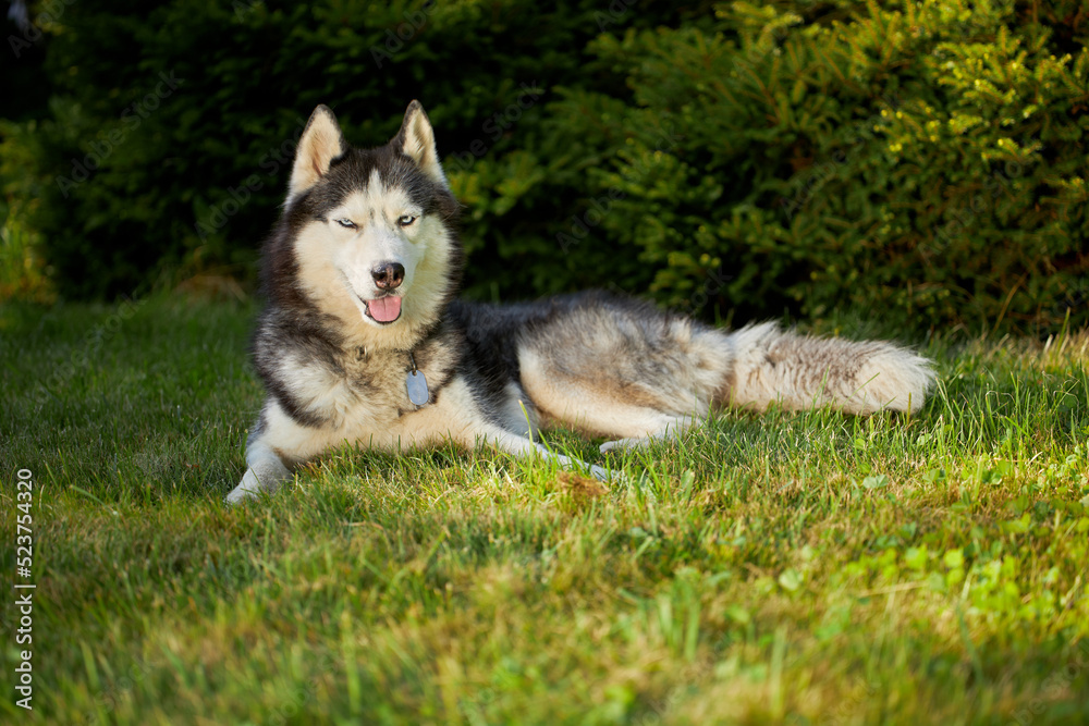 Fluffy cute husky dog outdoors in sunny green garden lie down to rest.
