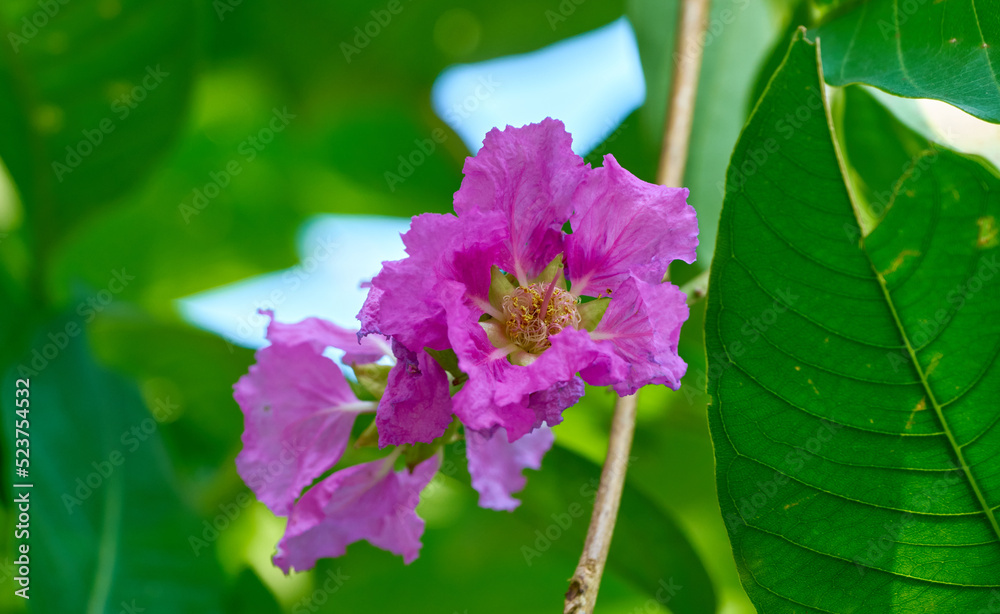 Close up of flowers of the Pride of India tree Close up of flowers of the Pride of India tree