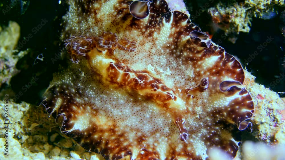 Flatworm discodoris looking like a mix of nudibranch and flatworm