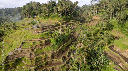 Bali Ricefields Drone