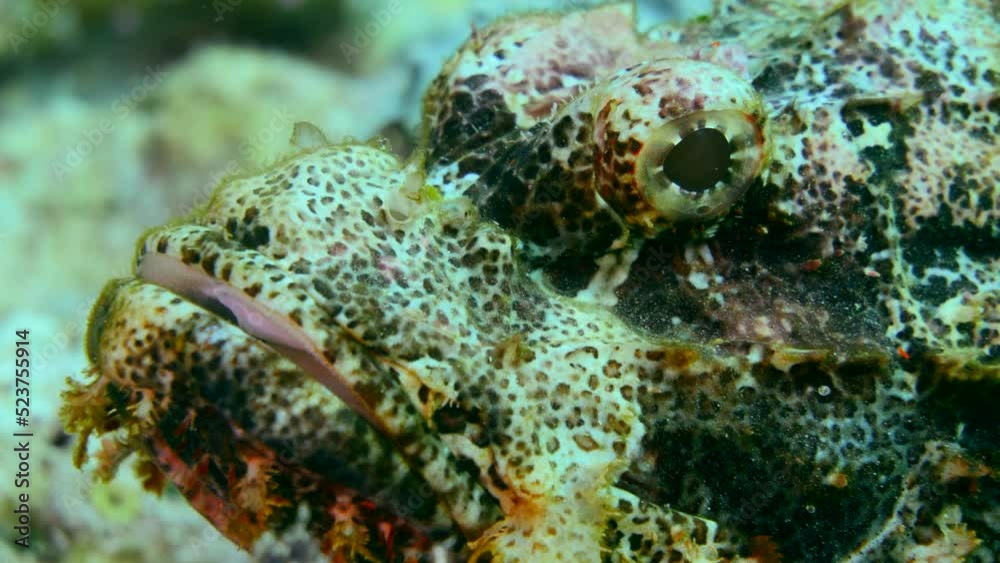 Tasseled scorpionfish close up on head Tasseled scorpionfish close up on head
