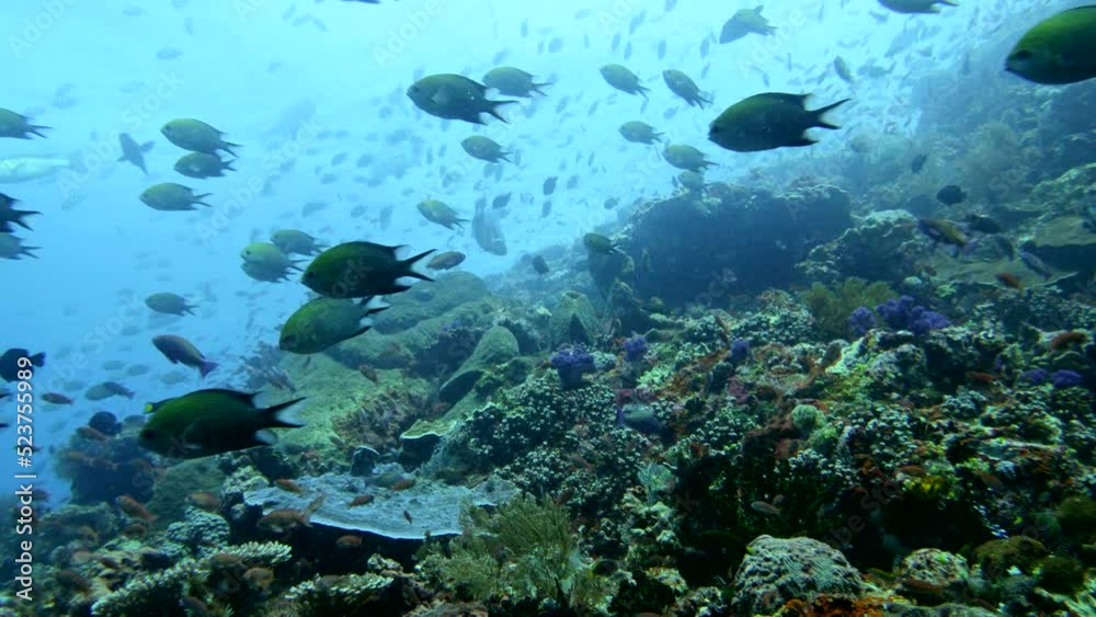 Healthy hard and soft coral reef with various tropical fishes swimming Healthy hard and soft coral reef with various tropical fishes swimming