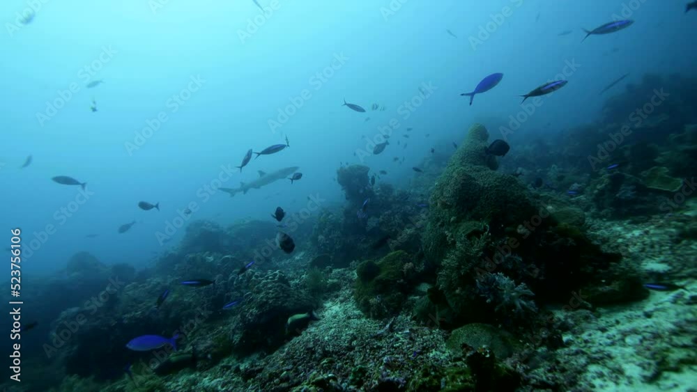 Whitetip reef shark swimming over coral boulders, few fishes close by Whitetip reef shark swimming over coral boulders, few fishes close by