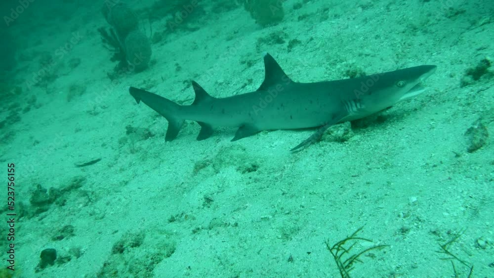Whitetip reef shark laying down on the sand then starting swimming Whitetip reef shark laying down on the sand then starting swimming