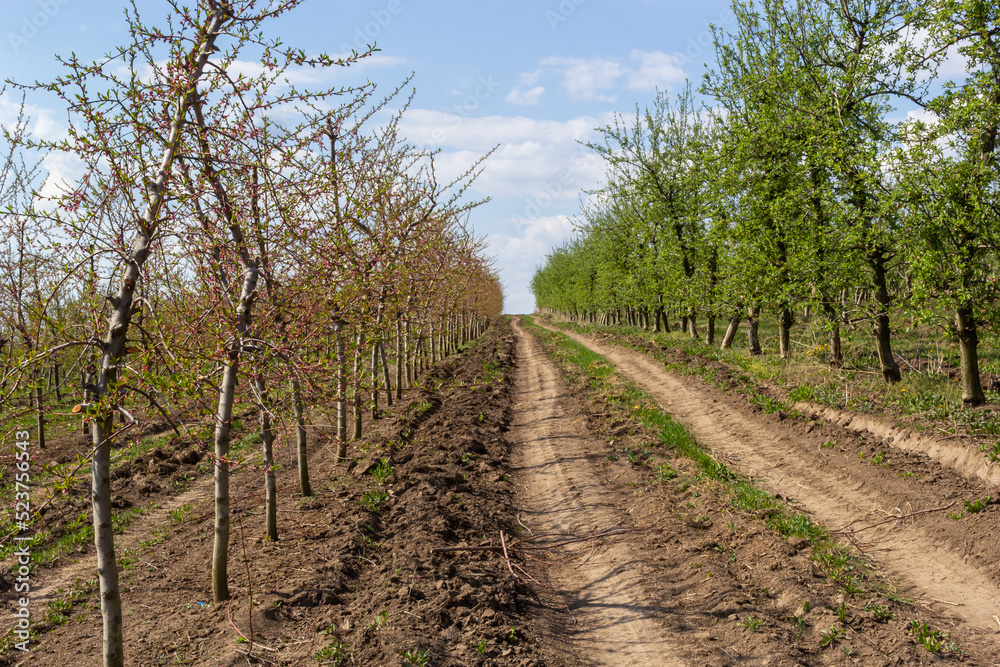 Fruit trees planted in a row on the farm. Early spring agricultural work. Apple orchard. Furrows on the ground. Fields for different crops. Agriculture