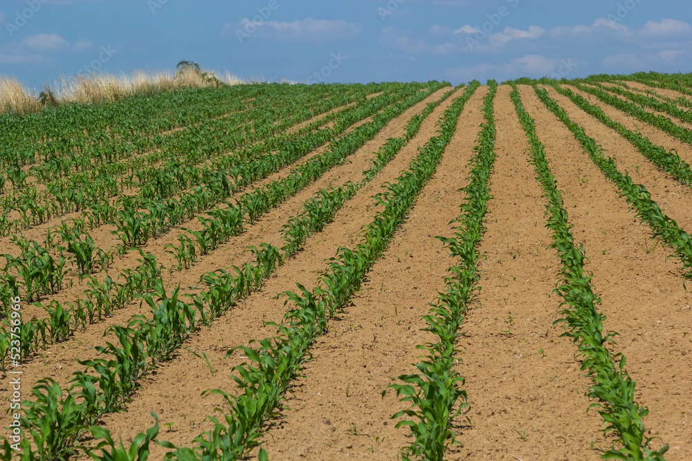 Rows of corn sprouts beginning to grow. Young corn seedlings growing in a fertile soil. An agricultural field on which grow up young corn. Rural landscape Rows of corn sprouts beginning to grow. Young corn seedlings growing in a fertile soil. An agricultural field on which grow up young corn. Rural landscape