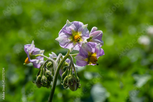 Young flowering potato bushes on a green field, farm, organic farming concept