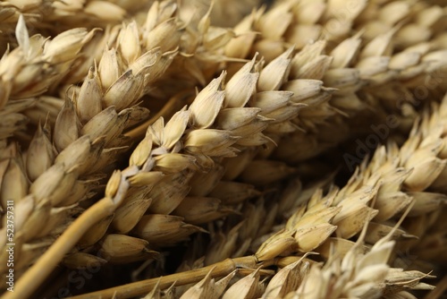Dried ears of wheat as background, closeup