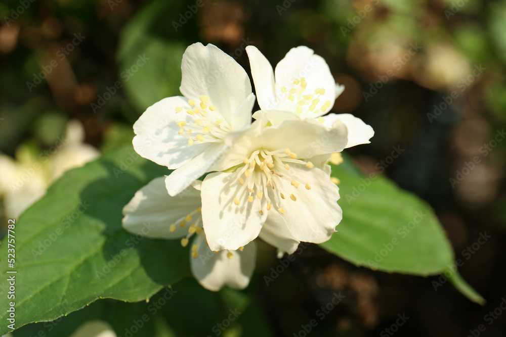 Beautiful blooming white jasmine shrub outdoors, closeup