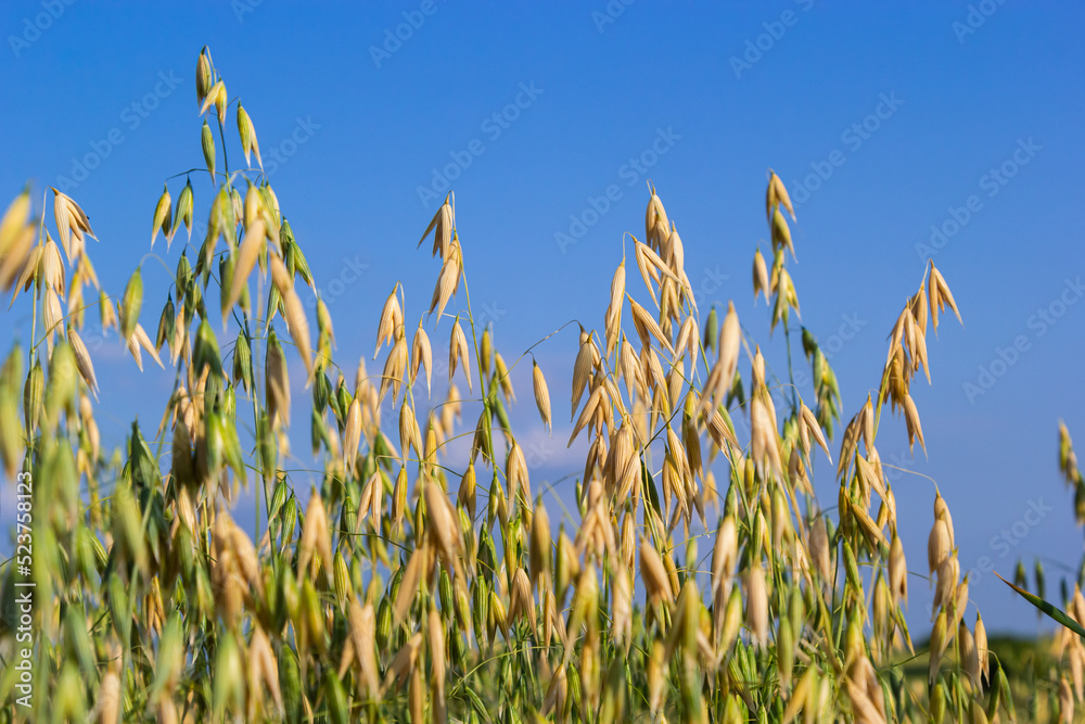 Obraz premium Avena sativa, Common oat, cereal grain grown for human consumption as oatmeal and rolled oat
