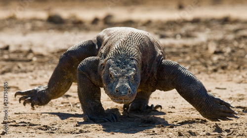 Komodo dragon is running along the ground. Indonesia. Komodo National Park.