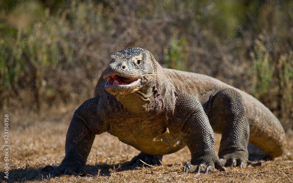 Komodo dragon is on the ground. Indonesia. Komodo National Park. Komodo dragon is on the ground. Indonesia. Komodo National Park.