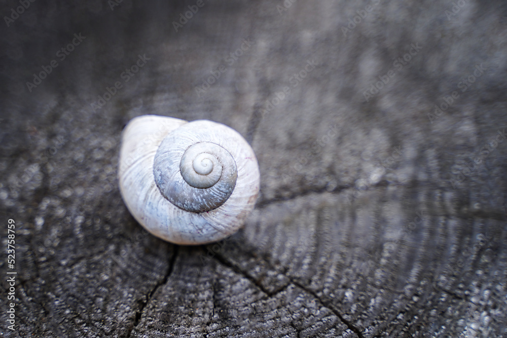 White shell on wooden background. Place for your text or affirmations. Concept of loneliness, introvert, comfort zone