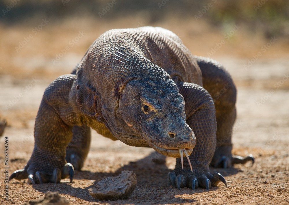 Komodo dragon is on the ground. Indonesia. Komodo National Park.