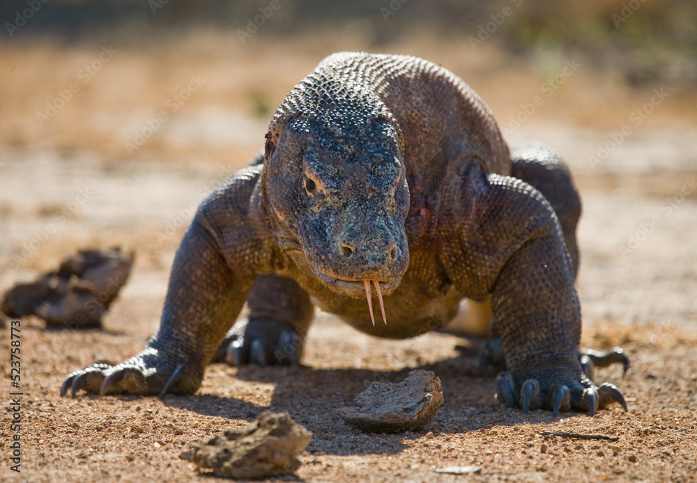Komodo dragon is on the ground. Indonesia. Komodo National Park. Komodo dragon is on the ground. Indonesia. Komodo National Park.