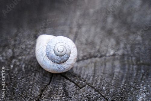 White shell on wooden background. Place for your text or affirmations. Concept of loneliness, introvert, comfort zone