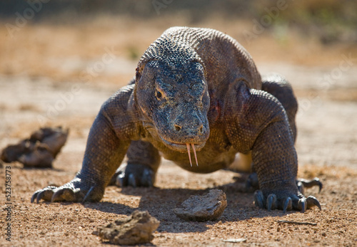 Komodo dragon is on the ground. Indonesia. Komodo National Park.