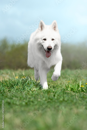Happy white dog runs in the green meadow