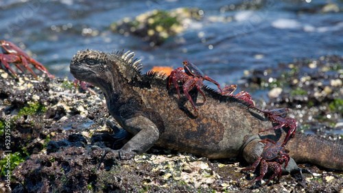 Marine iguana  Amblyrhynchus cristatus  with a red crab on its back is sitting on a stone against the background of the sea. Galapagos Islands. Pacific Ocean. Ecuador.