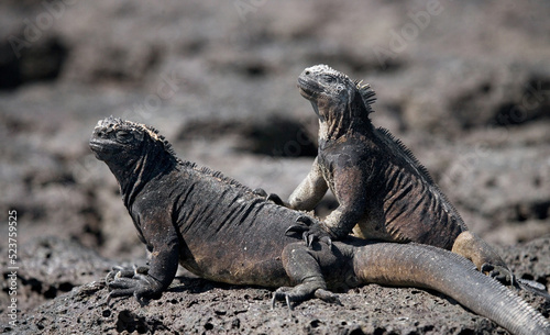 Two marine iguanas  Amblyrhynchus cristatus  are sitting on the rocks. Galapagos Islands. Pacific Ocean. Ecuador.