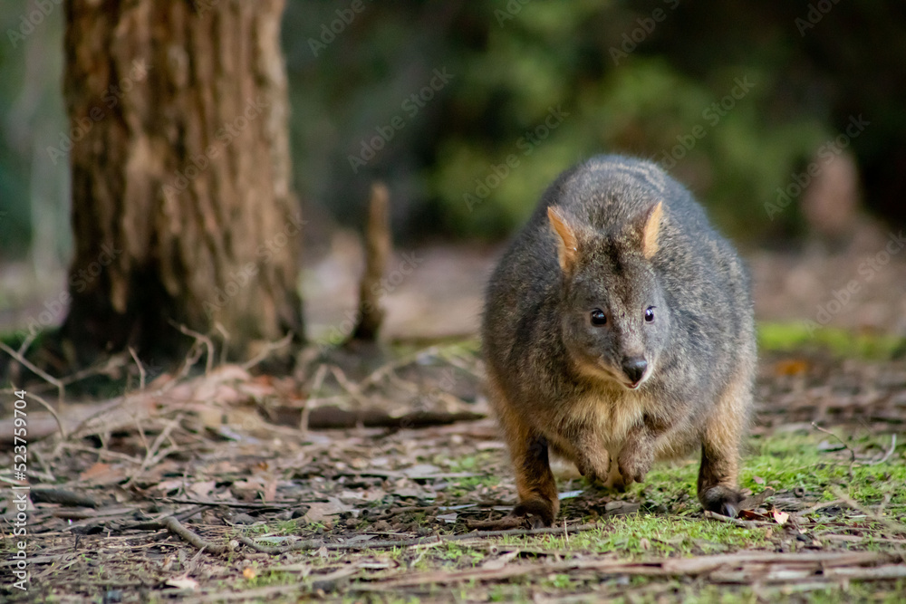 Fototapeta premium wallabie rufus of tasmania in a park 