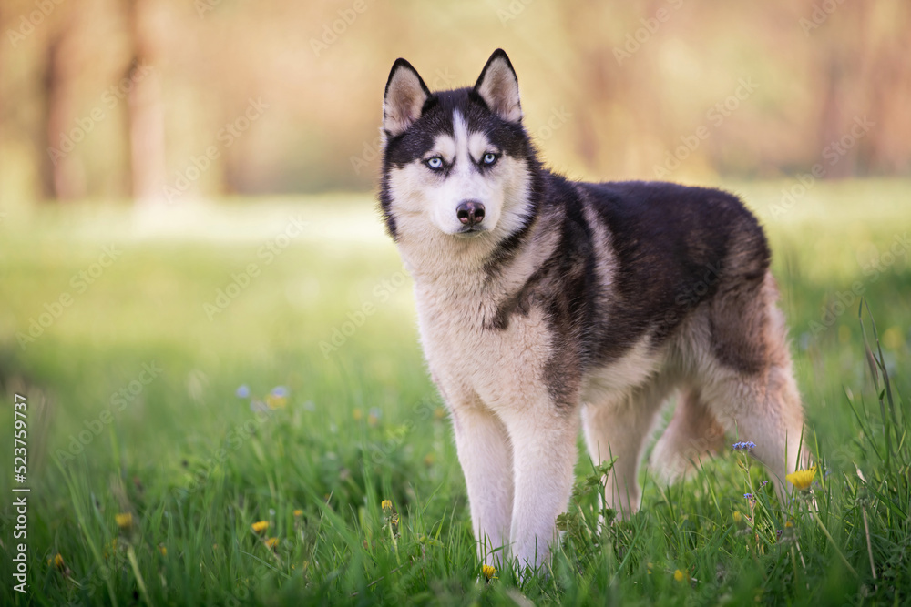 charming dog breed Siberian husky black and white color walks in a collar in nature in the park.