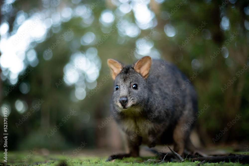 Obraz premium wallabie rufus of tasmania in a park 
