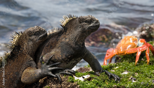 Two marine iguanas  Amblyrhynchus cristatus  are sitting on the rocks against the backdrop of the surf and red crab. Galapagos Islands. Pacific Ocean. Ecuador.