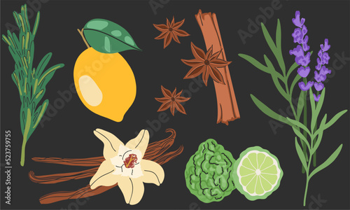 Big vector set of essential oil plants. Vanilla, cinnamon, star anise, lemon, bergamot, lavender, rosemary. For cosmetics, shopping, spa, healthcare, aromatherapy, homeopathy, ayurveda.