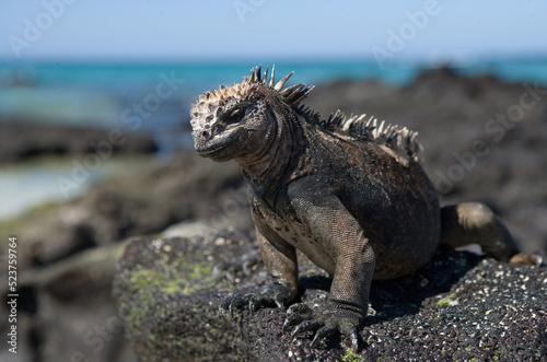 Marine iguana (Amblyrhynchus cristatus) is sitting on the rocks. Galapagos Islands. Pacific Ocean. Ecuador. © gudkovandrey