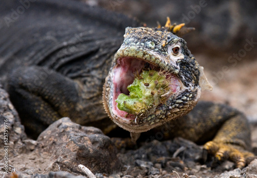 Galapagos land iguana (Conolophus subcristatus) is eating cactus. Galapagos Islands. Pacific Ocean. Ecuador. photo