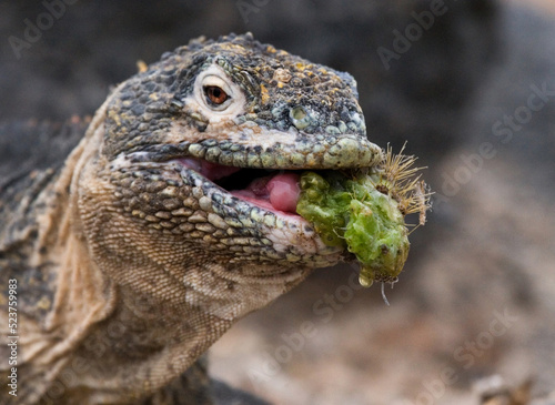 Galapagos land iguana  Conolophus subcristatus  is eating cactus. Galapagos Islands. Pacific Ocean. Ecuador.
