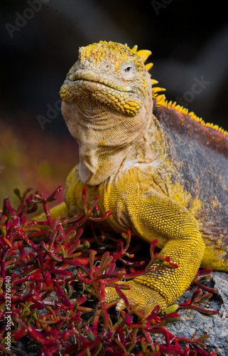 Galapagos land iguana  Conolophus subcristatus  is sitting on the rocks. Galapagos Islands. Pacific Ocean. Ecuador.