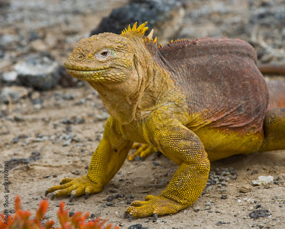 Galapagos land iguana (Conolophus subcristatus) is sitting on the ground. Galapagos Islands. Pacific Ocean. Ecuador. Galapagos land iguana (Conolophus subcristatus) is sitting on the ground. Galapagos Islands. Pacific Ocean. Ecuador.